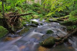 Das Sagwasser entspringt am Fuß des Lusens. (Foto: Rainer Simonis )