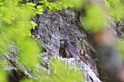 Drei junge Falken sind im Höllbachgespreng ausgeflogen. (Foto: Michael Pscheidl/Nationalpark Bayerischer Wald)