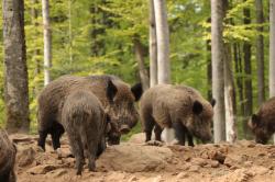 Der Weg durch das Wildschweingehege in Altschönau wird saniert, daher ist der Bereich eine Woche lang für den Besucherverkehr gesperrt. (Foto: Gregor Wolf / Nationalpark Bayerischer Wald)