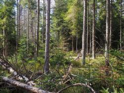 Eine leichte, meditative Wanderung durch den Klosterfilz gibt’s am Sonntag, 27. Juni. (Foto: Sandra Schrönghammer)