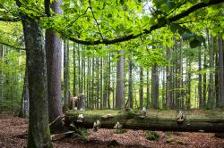 Dem Gesang der Bäume lauschen können die Teilnehmer der Wanderung am 1. Juli. (Foto: Markus Bolliger)