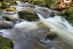 Am Sagwasser entlang führt die leichte, meditative Wanderung am 8. Juli. (Foto: Gregor Wolf)