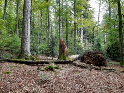 Dass es auch in der Managementzone strukturreiche Wälder gibt, erfahren Teilnehmer bei einer Führung am 17. Juli. (Foto: Annette Nigl /Nationalpark Bayerischer Wald ­  –  Freigabe nur in Verbindung mit dem Veranstaltungshinweis)
