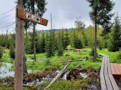 Wie der Biber entlang des Steinbachs die Landschaft gestaltet, ist bei der Wanderung am 18. Juli zu sehen. (Foto: Annette Nigl / Nationalpark Bayerischer Wald – Freigabe nur in Verbindung mit dem Veranstaltungshinweis)