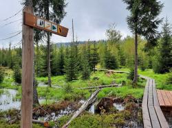 Wie der Biber entlang des Steinbachs die Landschaft gestaltet, ist bei der Wanderung am 18. Juli zu sehen. (Foto: Annette Nigl / Nationalpark Bayerischer Wald ­  –  Freigabe nur in Verbindung mit dem Veranstaltungshinweis)