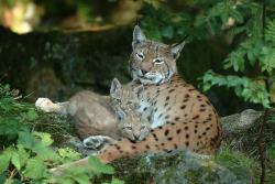 Luchs und Wolf sind im Nationalpark Bayerischer Wald wieder heimisch – und geraten auch immer wieder in die Schlagzeilen. (Harald Grundwald/Nationalpark Bayerischer Wald)