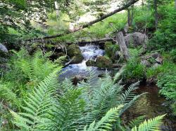 Teils am Reschbach entlang führt die Wanderung aus der Reihe „Nationalpark und Schöpfung“ am 1. August. (Foto: Annette Nigl)