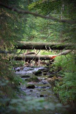 Auf den Spuren des Wassers wandern die Teilnehmer der Führung am 6. August (Foto: Katrin Wachter)