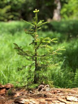 Die kleinen Wunder des Waldes – wie hier eine kleine Fichte, die auf Totholz wächst – stehen im Fokus des Instawalks. (Foto: Gregor Wolf/Nationalpark Bayerischer Wald)