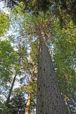 Einen genauen Blick auf die Bäume und Sträucher des Nationalparks gibt’s am kommenden Samstag. (Foto: Gregor Wolf/Nationalpark Bayerischer Wald)