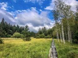 Die Tour durchs Klosterfilz verläuft zum Teil über Bohlenwege. (Foto: Sandra Schrönghammer/Nationalpark Bayerischer Wald)