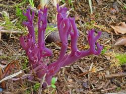 Die Amethystfarbene Wiesenkoralle ist so selten geworden, weil sie ganz besondere Lebensraumansprüche hat. (Foto: Peter Karasch/Nationalpark Bayerischer Wald)