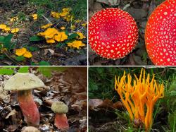 Die Pilzvielfalt des Böhmerwaldes ist riesig. Viele bekannte und unbekannte Exemplare kommen am 21. und 22. August in Bayerisch Eisenstein groß raus.  (Fotos: Peter Karasch)