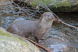 Fischotter lassen sich im Tier-Freigelände oft gut beobachten.  (Foto: Gregor Wolf/Nationalpark Bayerischer Wald)