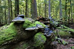 Durch Urwaldgebiete wandern die Teilnehmer der Tagestour am Sonntag, 22. August. (Foto: Karl Klostermann)