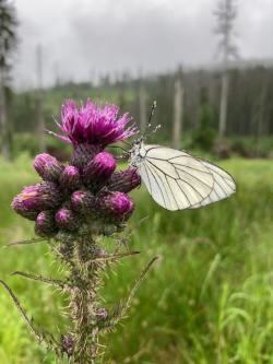 Die Reihe „Nationalpark exklusiv“ widmet sich am Samstag, 28. August, dem Philosophieren über die Natur. (Foto: Stefan Neuberger)