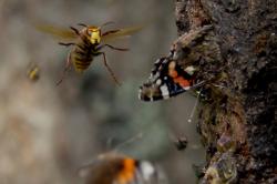 Im Film „Der Wilde Wald“ kommen auch die kleinen Nationalpark-Bewohner groß raus. (Quelle: mindjazz pictures)