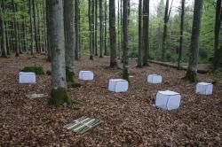 Im Nationalpark Bayerischer Wald wurde für die Studie Totholz ausgelegt. (Fotos: Sebastian Seibold/ Nationalpark Bayerischer Wald)