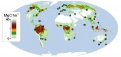 Weltweit wurden 55 Standorte festgelegt, an jedem wurden drei heimische Baumarten und ein Besenstiel ausgelegt.