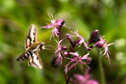 Den Liedern der Natur lauschen können alle Interessierten bei einem Spaziergang am 11. September. (Foto: Andreas Rückerl)