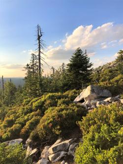 Den Wandel der Wälder am Lusen eindrücklich erleben können die Teilnehmer der Führung am 12. September. (Foto: Sandra Schrönghammer)