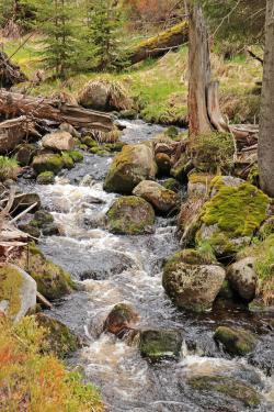 Teils am Reschbach entlang führt die Wanderung aus der Reihe „Nationalpark und Schöpfung“ am 19. September. (Foto: Gregor Wolf)