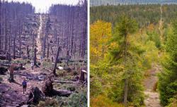 Der Wald rund um den Lusen hat sich innerhalb von 25 Jahren stark verjüngt, wie die beiden Aufnahmen der Himmelsleiter aus den Jahren 2006 und 2021 zeigen. (Foto: Archiv, Stefan Sempert/Nationalpark Bayerischer Wald)