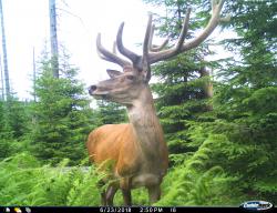 Wildkameras kommen im Nationalpark Bayerischer Wald unter anderem auch zum Einsatz, um den Bestand des Rotwildes zu erfassen. (Foto: Fotofalle/Nationalpark Bayerischer Wald)