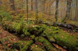 Bei der Wanderung am 3. Oktober wird auch der beeindruckende Hans-Watzlik-Hain durchquert. (Foto: Thomas Michler)