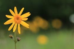 Eine der seltenen Pflanzen, die direkt von der Schachtenbeweidung profitiert, ist die Arnika. (Foto: Julia Piser)