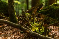 Bei der Führung rund um Mauth geht es unter anderem um die Frage, wie der Mensch zukünftig mit der Natur umgehen sollte. (Foto: Annabell Gsödl/Nationalpark Bayerischer Wald)