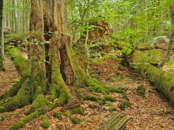 Die gemütliche Tageswanderung führt auch ins Urwaldgebiet Mittelsteighütte. (Foto: Franz Leibl/Nationalpark Bayerischer Wald )