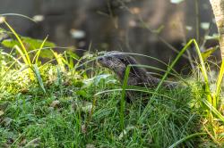 Der Fischotter steht im Zentrum des Familiennachmittags am Montag, 18. Oktober. (Foto: Annabell Gsödl/Nationalpark Bayerischer Wald)
