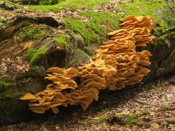 Försterin Silvia Pflug wandert am 23. Oktober mit allen Interessierten durch das Urwaldgebiet Mittelsteighütte. (Foto: Franz Leibl /Nationalpark Bayerischer Wald – Freigabe nur in Verbindung mit dem Veranstaltungshinweis)