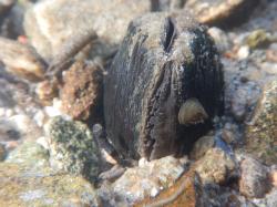 Die Flussperlmuschel ist ein Indikator für naturnahe Mittelgebirgsbäche. (Foto: Landschaftspflegeverband Passau)