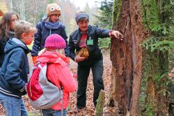 Gerade junge Naturfans werden bei den Familienveranstaltungen in den Herbstferien viele spannende Entdeckungen machen.  (Foto:  Gregor Wolf/Nationalpark Bayerischer Wald)