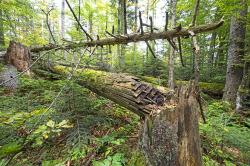 Totholz spielt im Ökosystem Wald eine wichtige Rolle.  (Foto: Markus Bollinger)