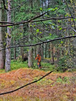 Um die Grauerlen (Vordergrund) zu fördern, wurden am Großen Regen einige Fichten entnommen. (Foto: Michael Pscheidl/Nationalpark Bayerischer Wald)
