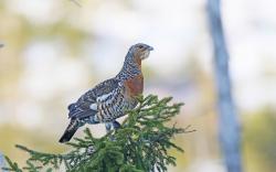 Zum Schutz der seltenen Auerhühner gilt ab 16. November ein striktes Wegegebot im Nationalpark-Kerngebiet. (Foto: Christoph Moning)