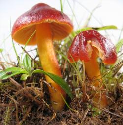 Saftlinge, wie der Hygrocybe Punicea, sind Thema des wissenschaftlichen Vortrags am 25. November. (Foto: Hans Halbwachs)