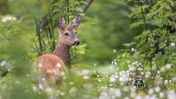 Hinter dem ersten Türchen des Nationalpark-Adventskalenders verbirgt sich dieses in freier Wildbahn aufgenommen Reh. (Foto: Rainer Simonis/Nationalpark Bayerischer Wald)