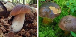 Maronen (rechts) sind generell höher belastet als Steinpilze (links), da sie aufgrund vorhandener Pigmente das Cäsium stärker binden. Fotos: Peter Karasch/Nationalpark Bayerischer Wald