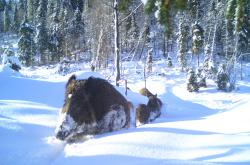 Wie nutzen Wildschweine im Winter bei hohen Schneedecken ihren Lebensraum? Das ist nur eine der Fragen, die derzeit im Rahmen eines Forschungsprojekts zur Bewegungsökologie im Nationalpark untersucht wird. (Foto: Nationalpark Bayerischer Wald)