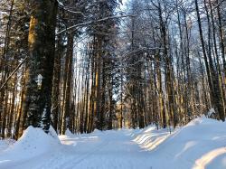 Besonders viel Totholz sorg in der Mittelsteighütte für einen großen Reichtum an seltenen Arten. (Foto: Sandra Schrönghammer/Nationalpark Bayerischer Wald)