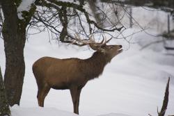 Rothirsch im Nationalpark. (Foto: Franz Leibl/Nationalpark Bayerischer Wald)