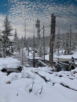 Der winterliche Reschbach vom Biber geprägt. Foto: Gregor Wolf