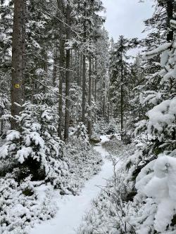 Einblicke in den Lebensraum des Moorgebietes „Kleine Au“ gibt es bei der Schneeschuhwanderung am 22. Januar. (Foto: Sandra Schrönghammer)