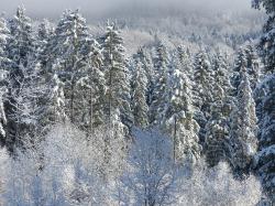 Durch den verschneiten Winterwald hoch auf den Ruckowitzschachten führt die Tour am 13. Februar. (Foto: Sabine Bangert)