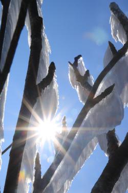 Meditative Gedanken zum Winter gibt es bei der Wanderung aus der Reihe „Nationalpark und Schöpfung“ am 13. Februar. (Foto: Stephanie Scheibelberger)