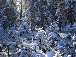 Die leichte Winterwanderung am Samstag, 5. März, ist auch für Menschen mit Handicap geeignet. (Foto: Dr. Franz Leibl)